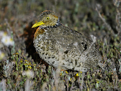 Pedionomus torquatus