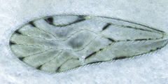 Zelandopsocus kuscheli