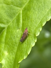 Scaphytopius rubellus