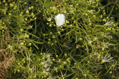 Maerua rosmarinoides