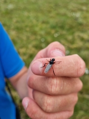 Bibio pomonae