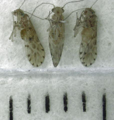Zelandopsocus kuscheli