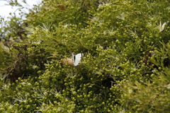 Maerua rosmarinoides