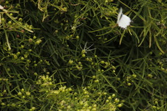 Maerua rosmarinoides