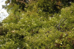 Maerua rosmarinoides