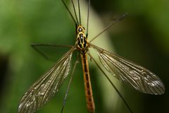 Nephrotoma flavescens