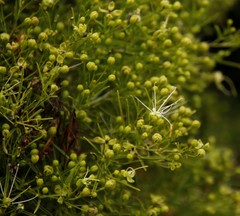 Maerua rosmarinoides