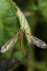 Nephrotoma flavescens