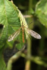 Nephrotoma flavescens