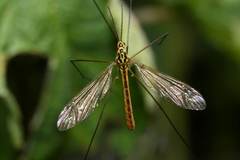 Nephrotoma flavescens