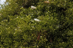 Maerua rosmarinoides