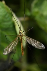 Nephrotoma flavescens