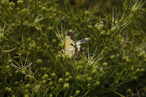 Image of Maerua rosmarinoides by (c) Tony Rebelo, some rights reserved (CC BY-SA)
