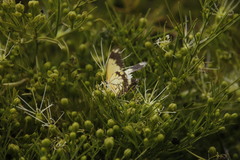 Maerua rosmarinoides