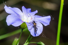 Oedemera pthysica