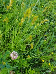 Carex scoparia image
