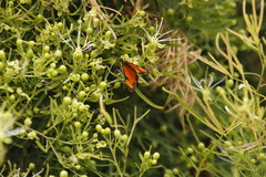Maerua rosmarinoides