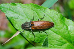 Ctenicera virens