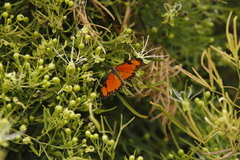 Maerua rosmarinoides