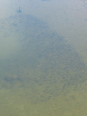 Cymatogaster aggregata