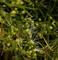 Maerua rosmarinoides