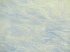 Cymatogaster aggregata