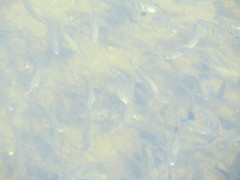 Cymatogaster aggregata