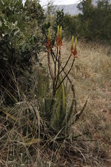 Aloe cryptopoda