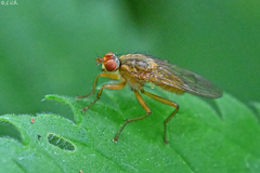 Scathophaga suilla