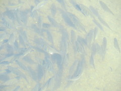 Cymatogaster aggregata