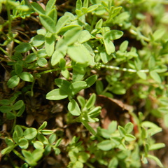 Astragalus bodinii