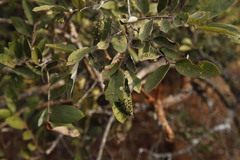 Aceria grewiae