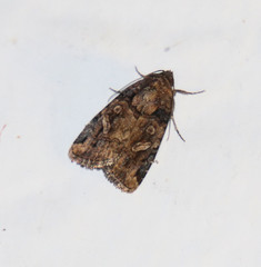 Noctuidae