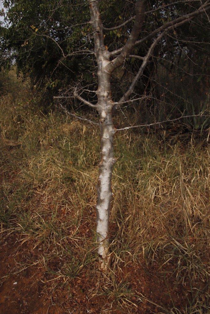 Commiphora mollis, Whte Rhino Trail, Berg-en-dal Camp, Kruger