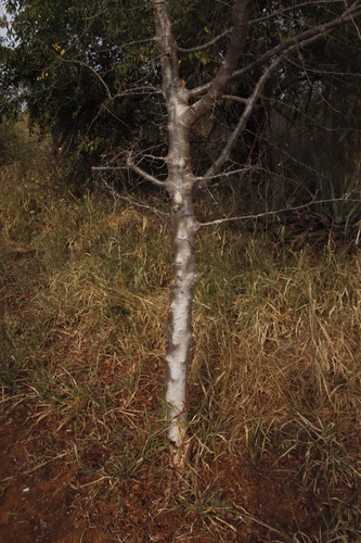 Commiphora mollis
