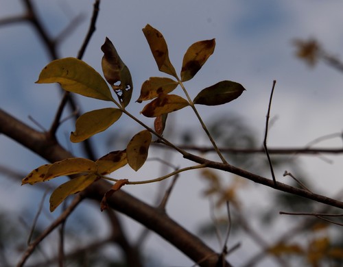 Commiphora mollis