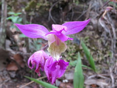 Bletia macristhmochila