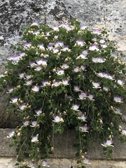 Capparis