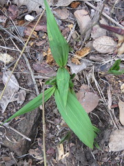 Bletia macristhmochila