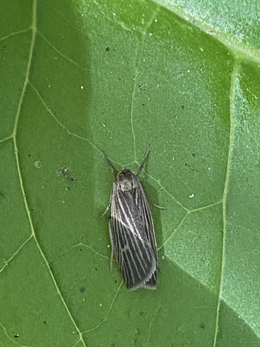 Uniform Lichen Moth photo 3