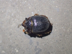 Odonteus armiger
