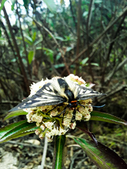 Metardaris cosinga