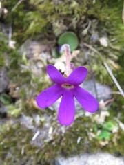 Pinguicula oblongiloba