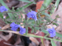 Salvia heterotricha