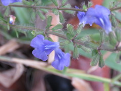 Salvia heterotricha