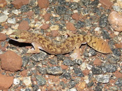 Burrow-Plug Gecko photo 4