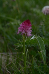 Gymnadenia