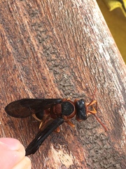 Synagris cornuta basalis