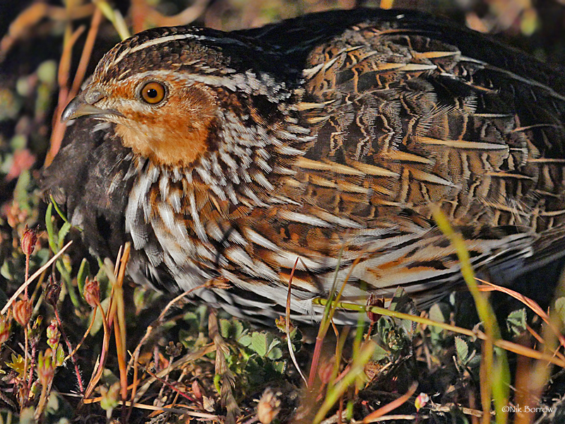 Stubble Quail (Coturnix pectoralis) photo