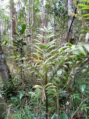 Dypsis concinna